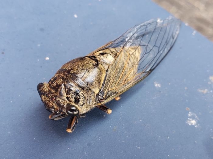 A cicada on a blue surface