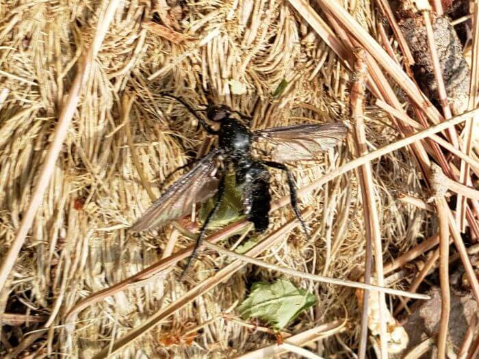 A fly with long wings