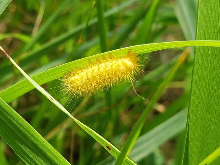 A fuzzy, yellow caterpillar on a blade of grass
