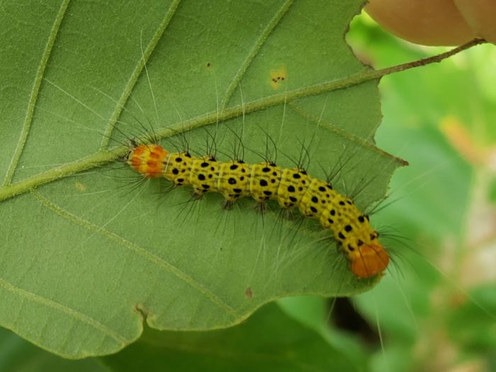 A hairy, yellow caterpillar with black spots and an orange head