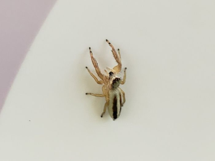 A jumping spider on a white surface