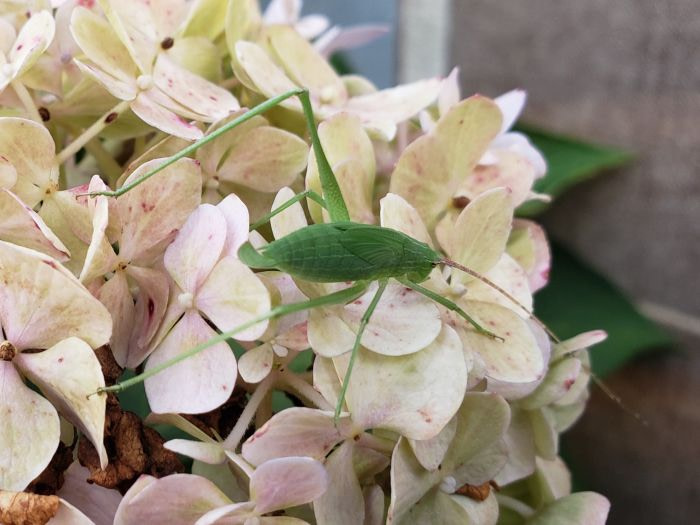 A katydid on pale pink and white flowers