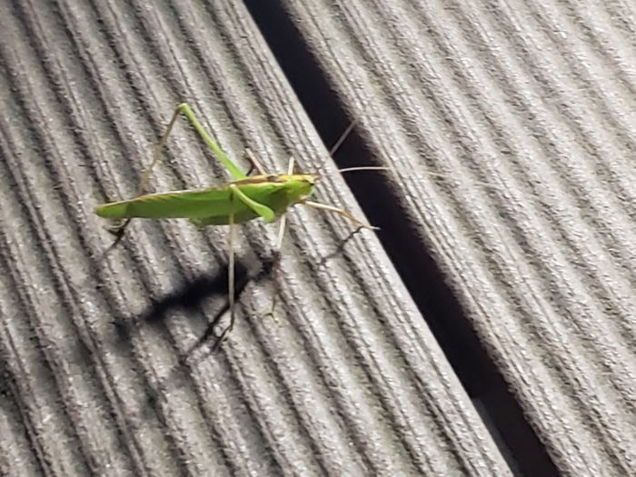 A katydid on a wooden board