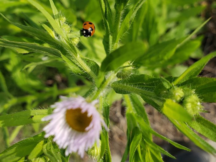 A ladybug on the leaves of a pink flower