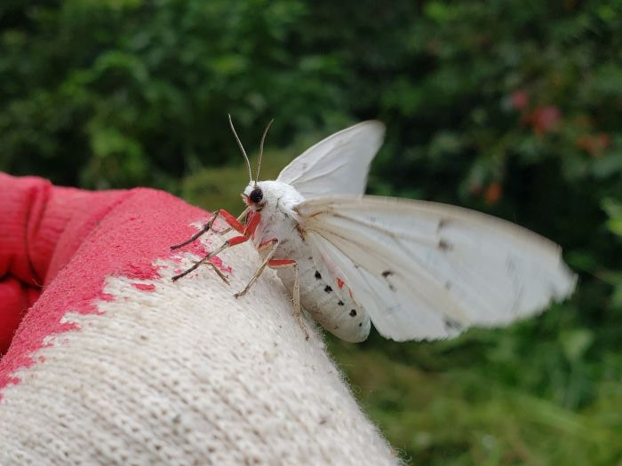 A large, white moth with black and red marks