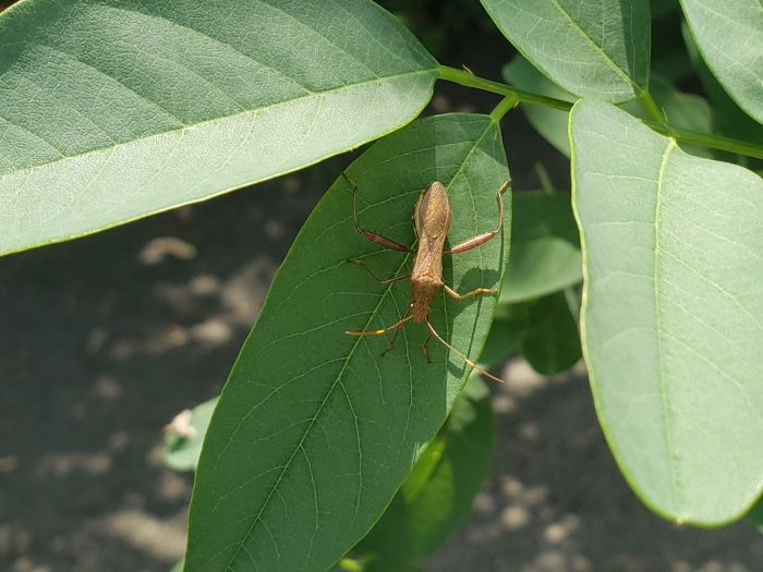 A long, brown bug on a green leaf
