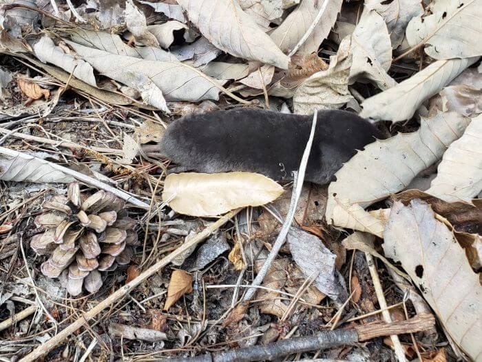 A mole hiding in dead leaves