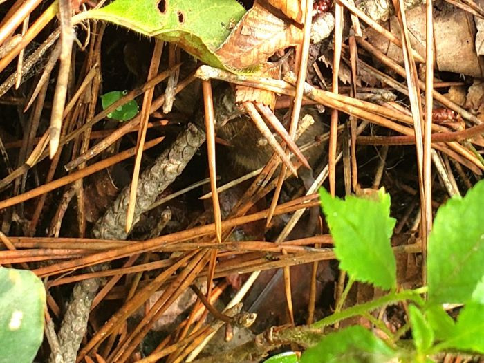 A mouse or mole hidden under pine needles