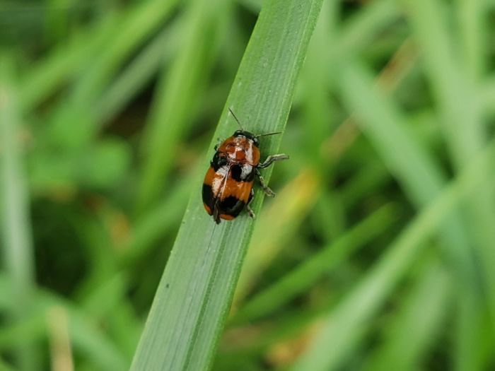 An orange and black beetle on a blade of grass