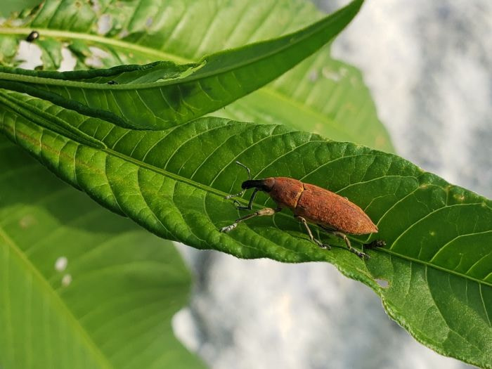 An orange weevil on a leaf