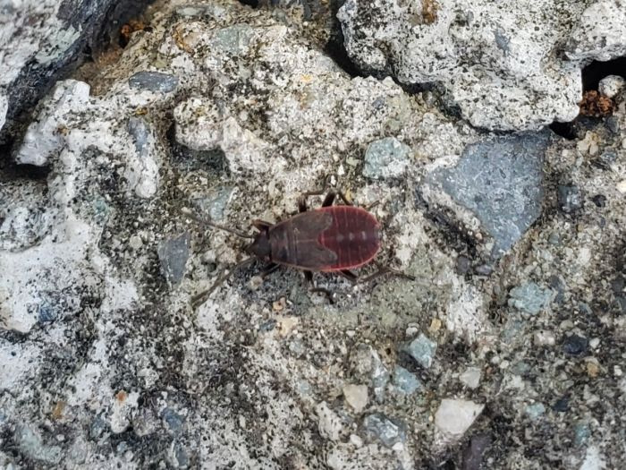 Red bug on rock
