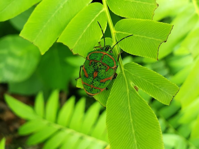 A shiny green bug with orange markings