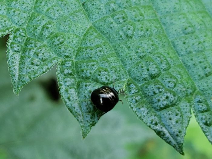 Small, black, shiny bug