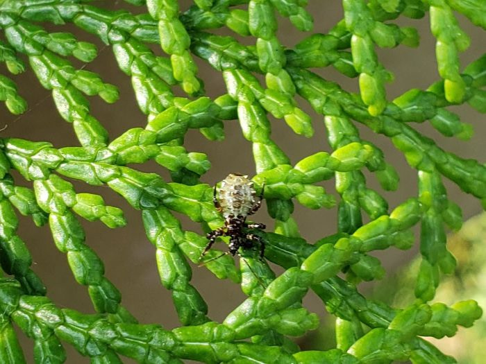 A small bug on a bush