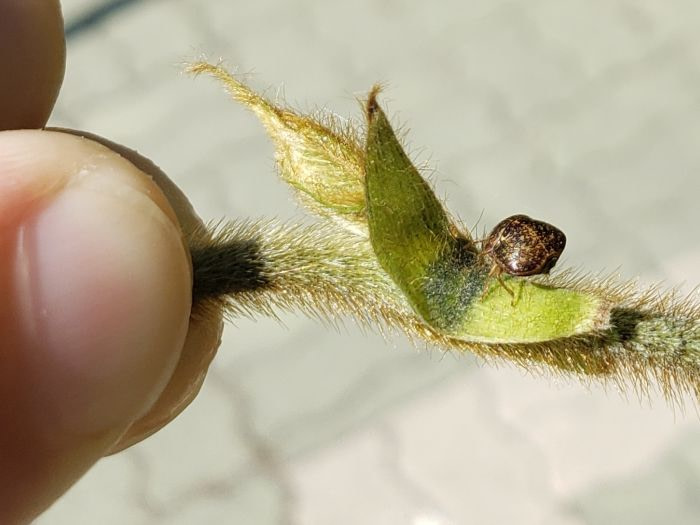 A small bug on a fuzzy stem
