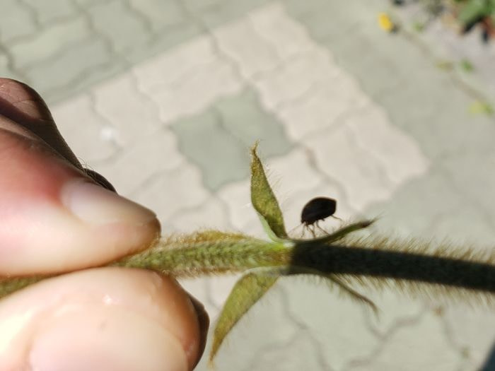 A small bug silhouette on a stem