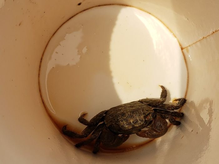 A small crab in a paper cup