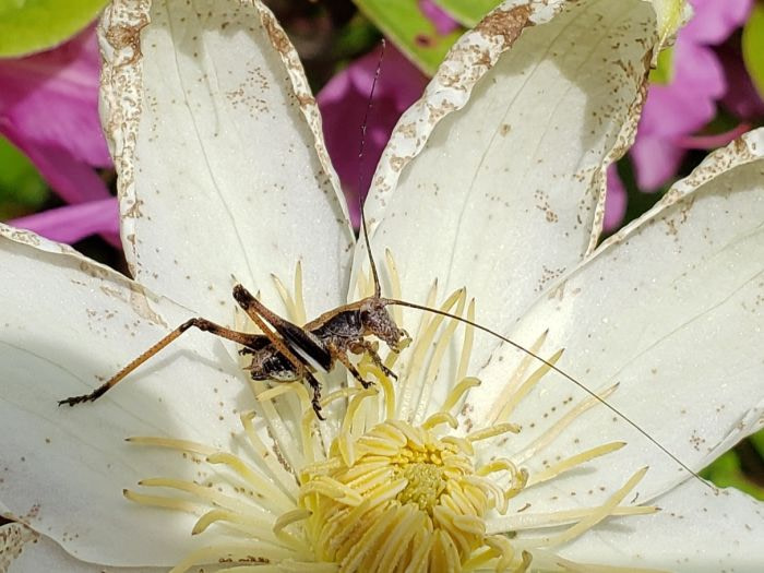 A small cricket on a white flower