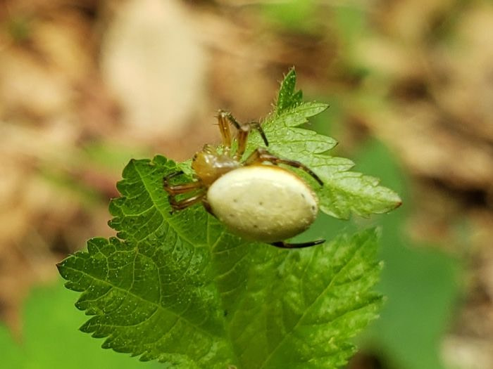 A spider with a white body on a green leaf