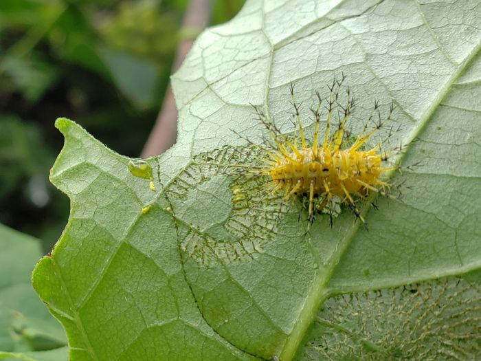 A spiky black-tipped yellow caterpillar