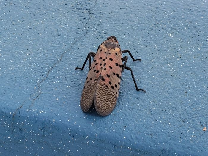 A spotted lantern fly on a blue surface