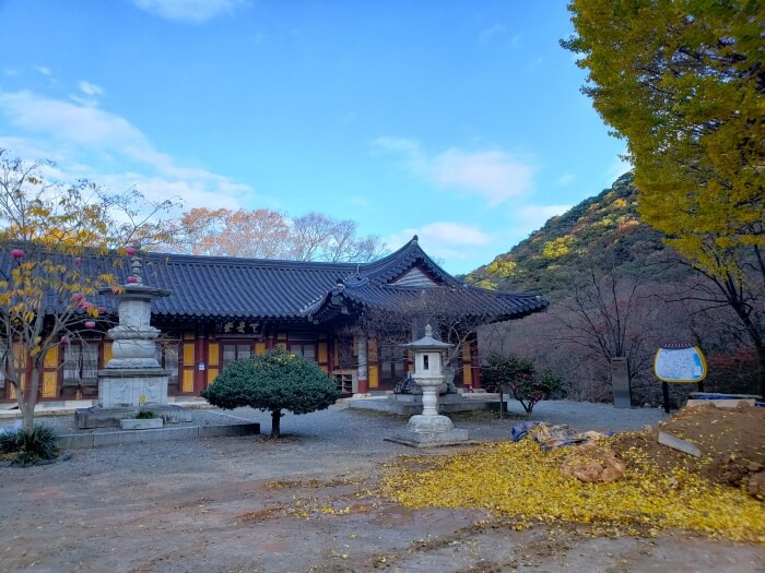 A temple stay area next to a gingko tree