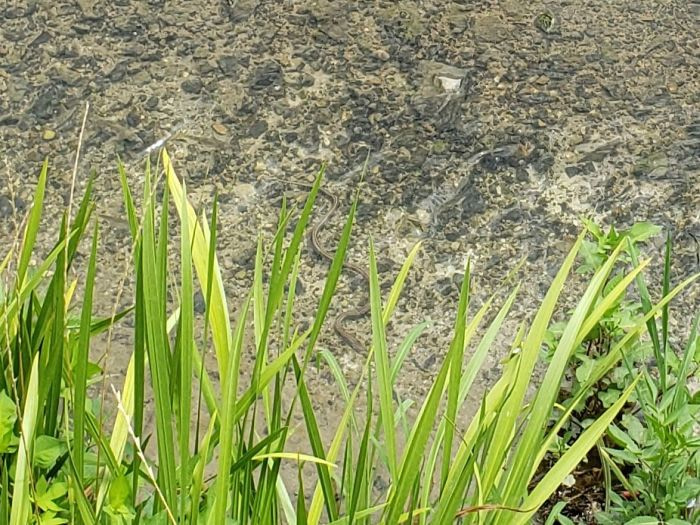 A water snake in the water in Goseong