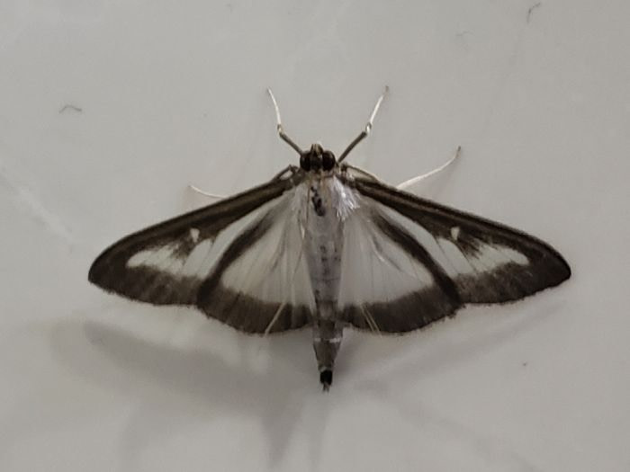 White moth with black edges