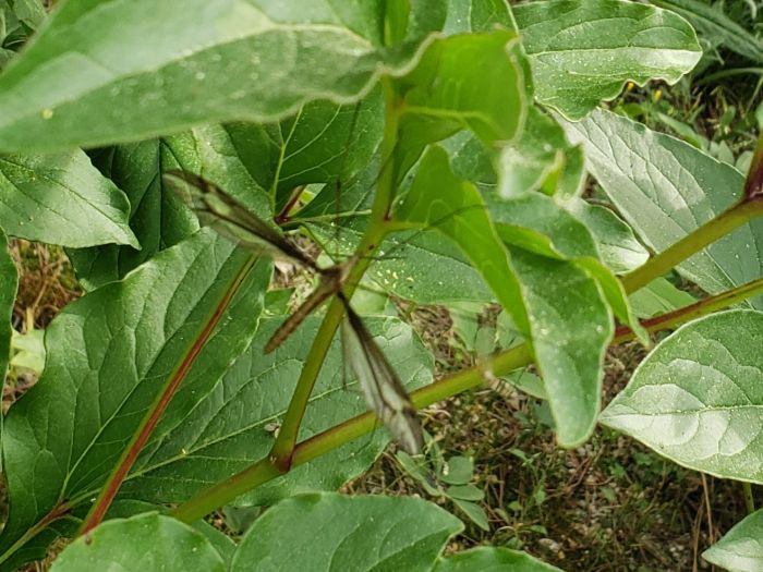 A winged insect among leaves
