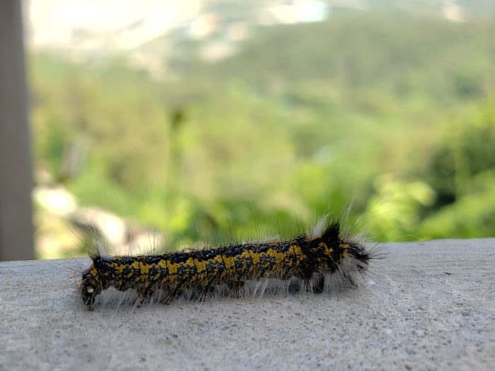 A yellow hairy caterpillar on concrete