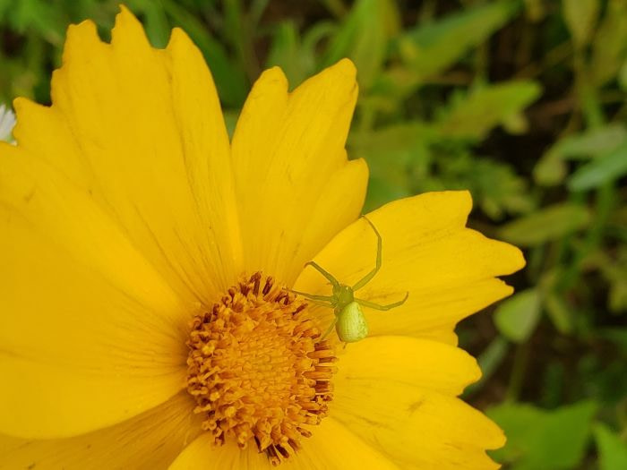 A yellow spider on a yellow flower