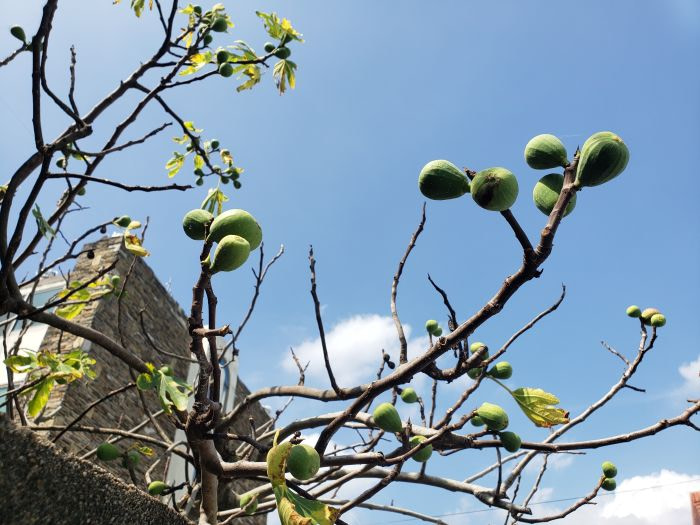 Figs on a leafless tree