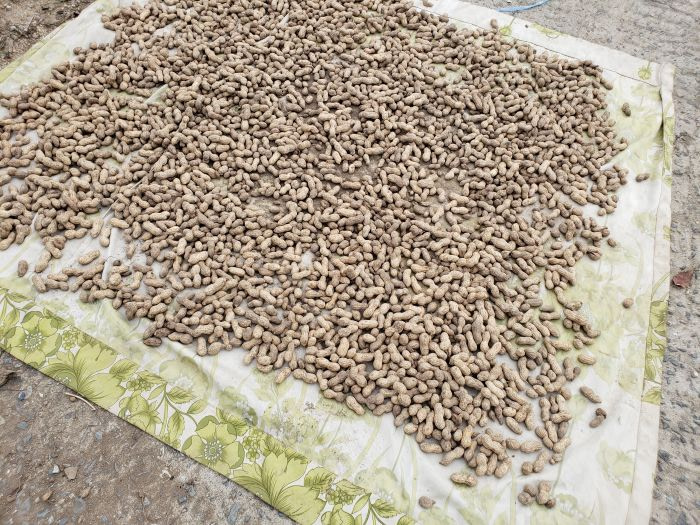 Peanuts drying on a tarp
