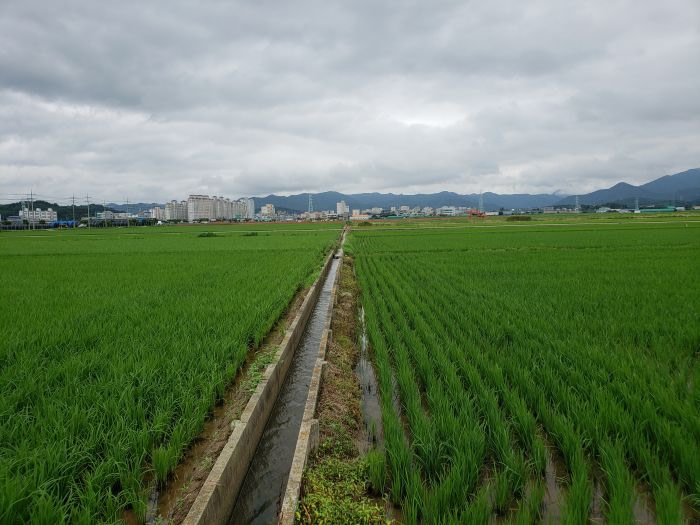 A water irrigation canal between rice fields in Korea