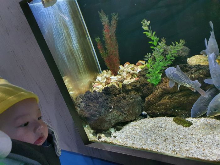A baby watching fish swimming in a small tank in an aquarium