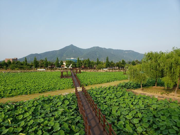 A boardwalk cutting through a large area of lotus plants