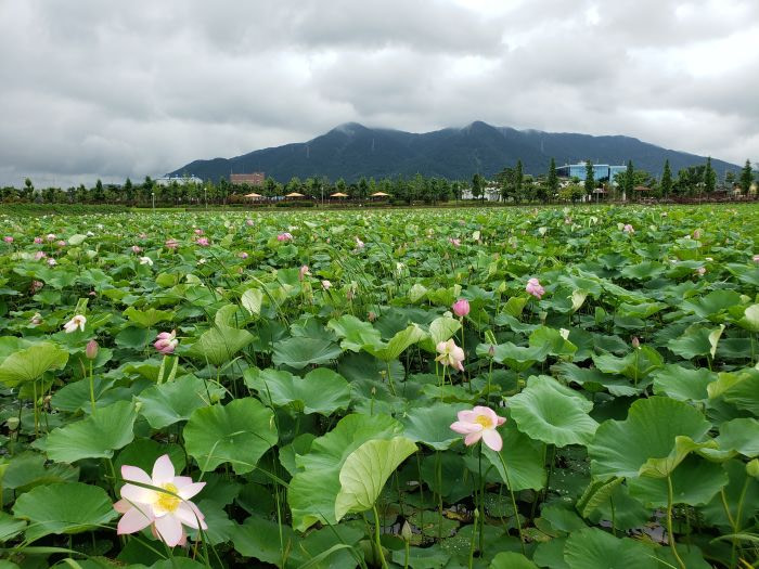 Georyusan Mountain and a sea of lotus plants and blossoms