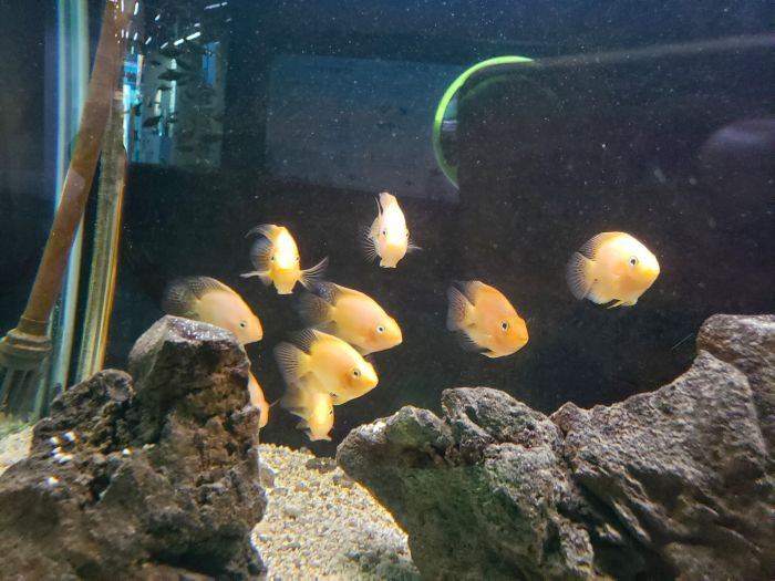 A group of small, orange fish in a tank