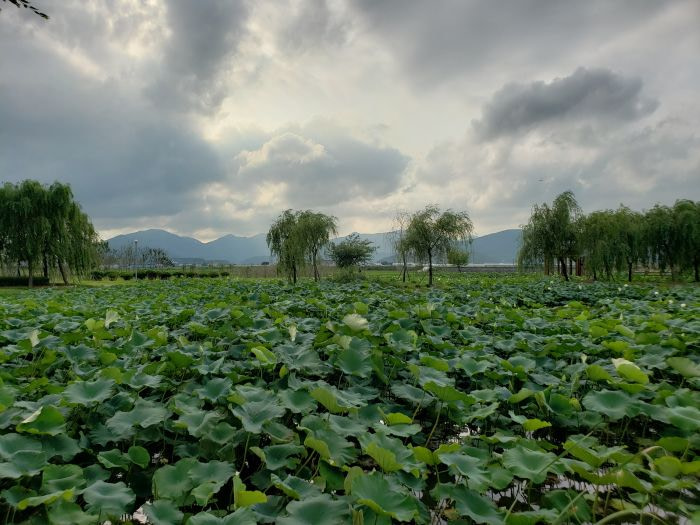 A large area of lotus plants and a few willow trees with a mountainous background