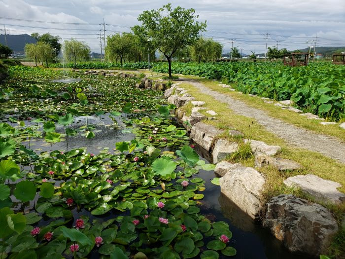 A path between a lily pond and a lotus pond