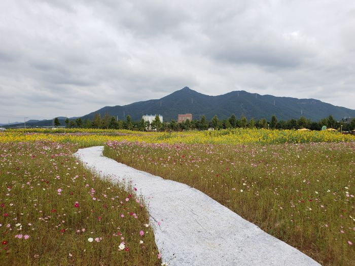 A path through wild flowers and sunflowers with Georyusan Mountain
