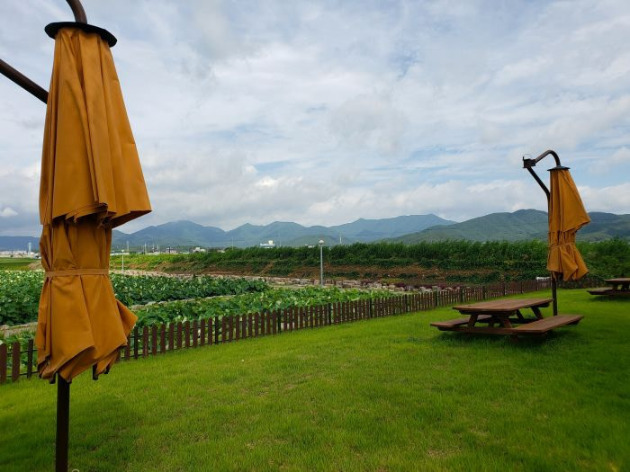 Picnic tables and umbrellas in the grass along a lotus pond
