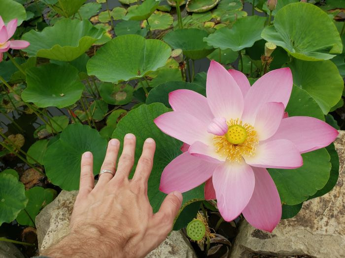 A pink lotus blossom in Goseong, Gyeongnam, Korea