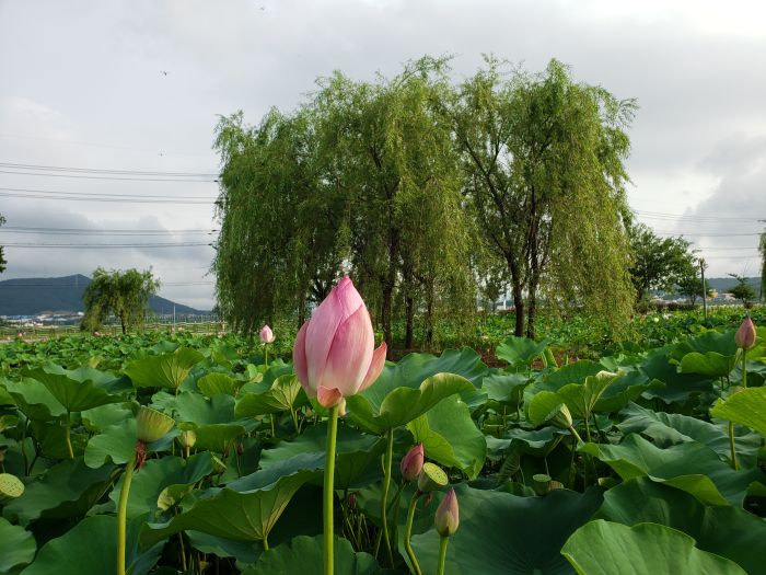 A pink lotus bud sticking up from the leaves next to a willow tree