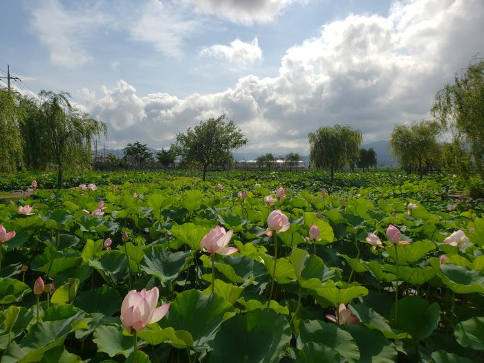 Pink lotus flowers and willow trees