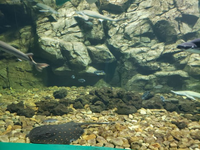A stingray and other fish in a large tank with rocks