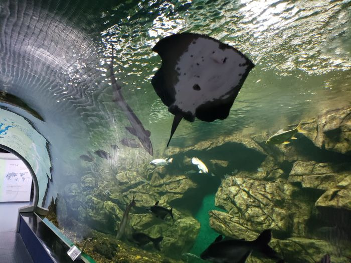 A stingray swimming in a glass tunnel