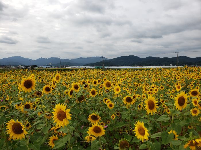 A sunflower field on a cloudy day in Goseong, Gyeongnam, Korea