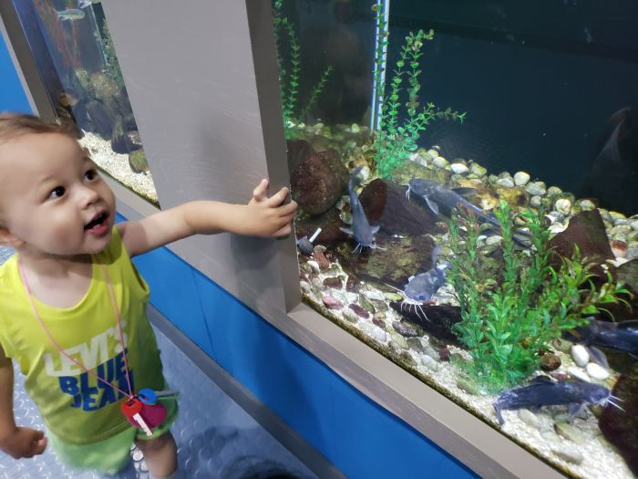 A toddler looking at fish swimming in an aquarium