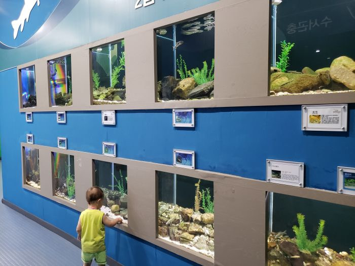A toddler walking past tanks of fish